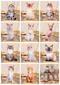 Wholesale assorted 3D realistic cat pillow collection featuring 12 breeds for global retail supply.